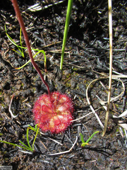 Drosera admirabilis