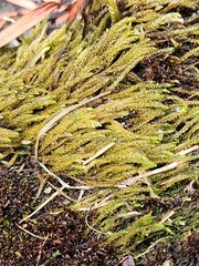 Scleropodium obtusifolium