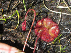 Drosera admirabilis