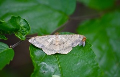 Psamatodes trientata