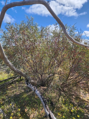 Eucalyptus leptopoda, 2025-09-16