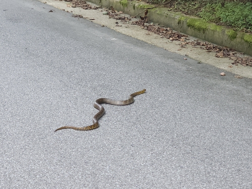 Manchurian Black Ratsnake