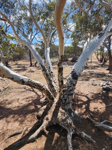 Eucalyptus erythronema, 2025-09-16