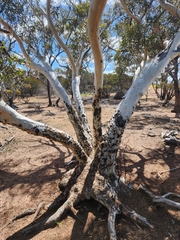 Eucalyptus erythronema, photograph (c) Belinda Forbes, some rights reserved (CC BY)