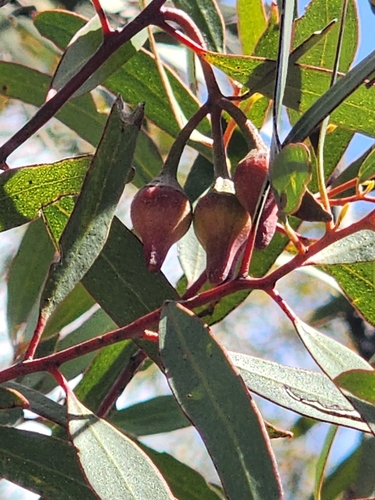 Eucalyptus erythronema, photograph 5