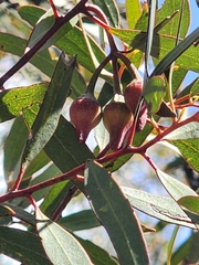 Eucalyptus erythronema, photograph (c) Belinda Forbes, some rights reserved (CC BY)