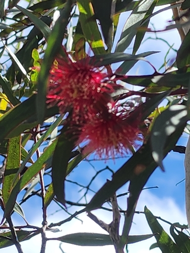 Eucalyptus erythronema, photograph 6