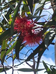 Eucalyptus erythronema, photograph (c) Belinda Forbes, some rights reserved (CC BY)
