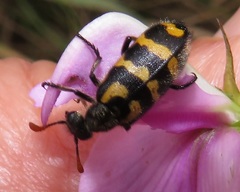 Hycleus pilosus