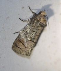 Macrocyttara expressa