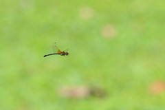 Macrothemis inequiunguis