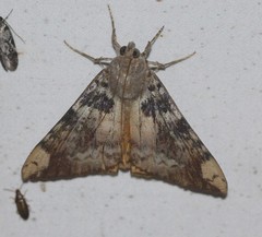 Oxyodes tricolor