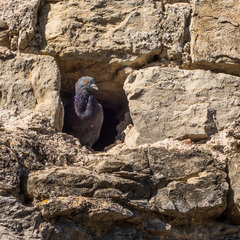 Columba livia domestica