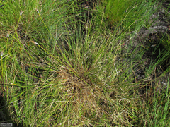 Ficinia ixioides ixioides