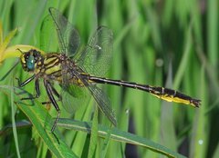 Phanogomphus australis