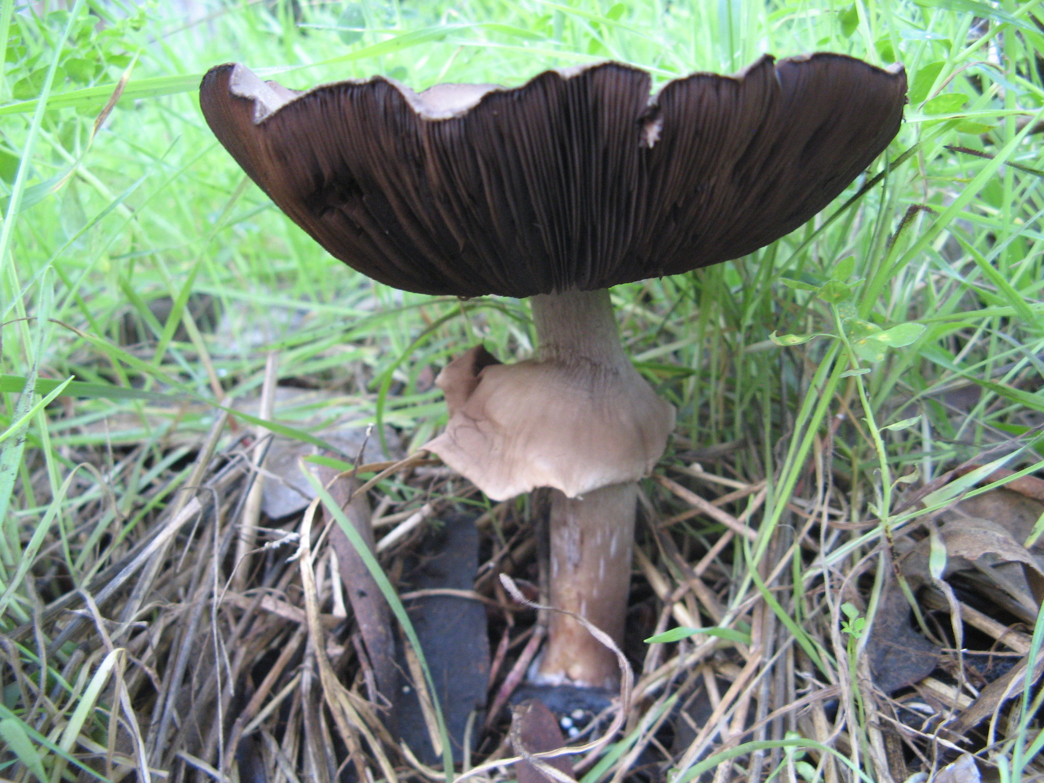 Agaricus californicus image