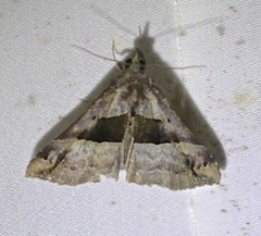 Hypena gonospilalis