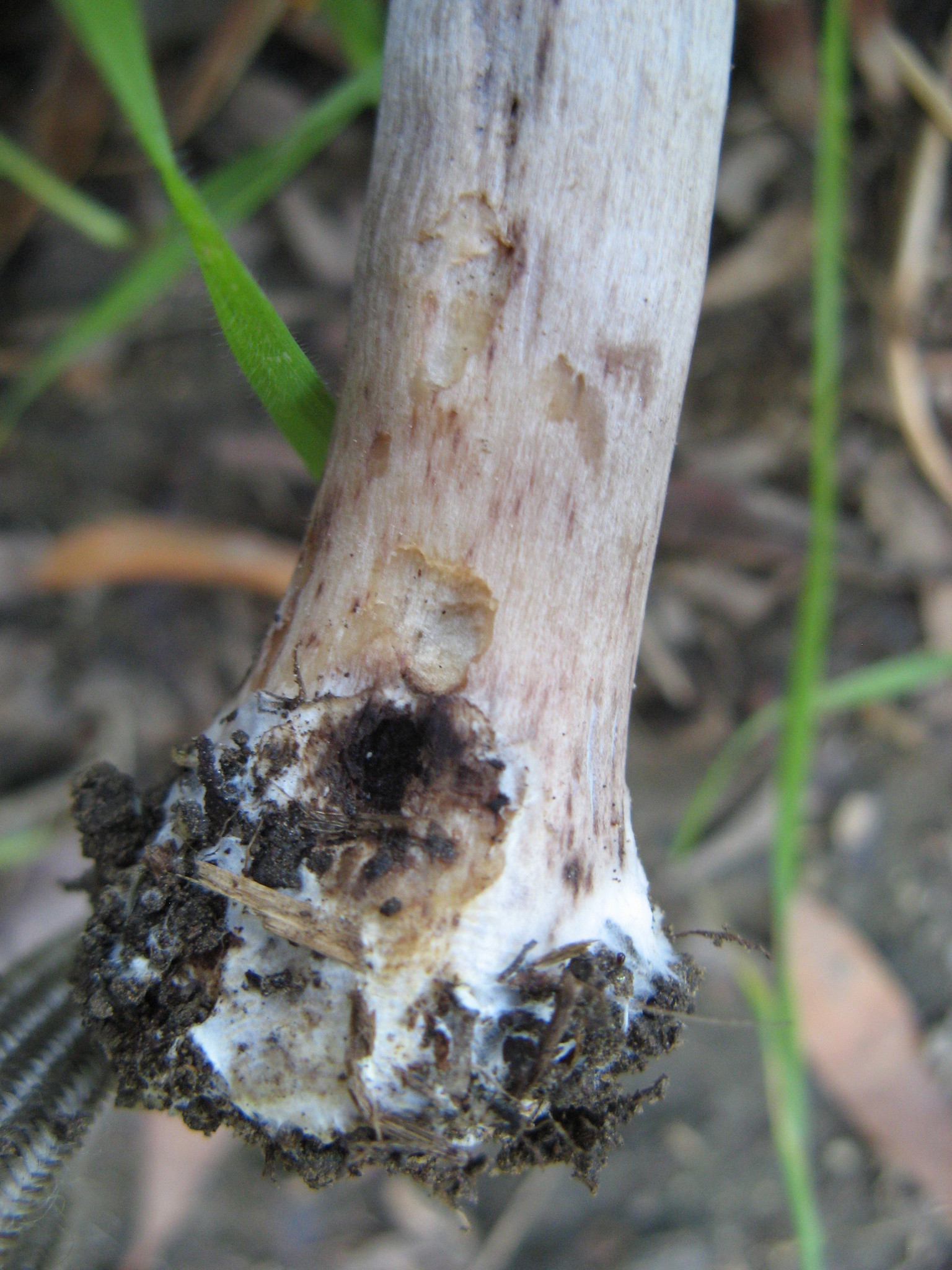 Agaricus californicus image