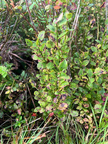 common bilberry