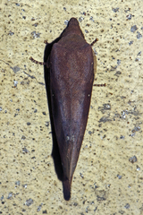 Dendrolimus