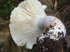 Russula brevipes acrior