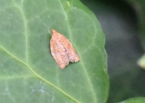 Privet Tortrix, Groesbeek, Nederland, photo 10 of 10