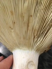 Russula brevipes acrior