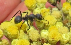 Orthonotomyrmex