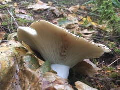 Russula brevipes acrior