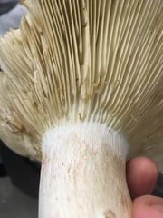 Russula brevipes acrior