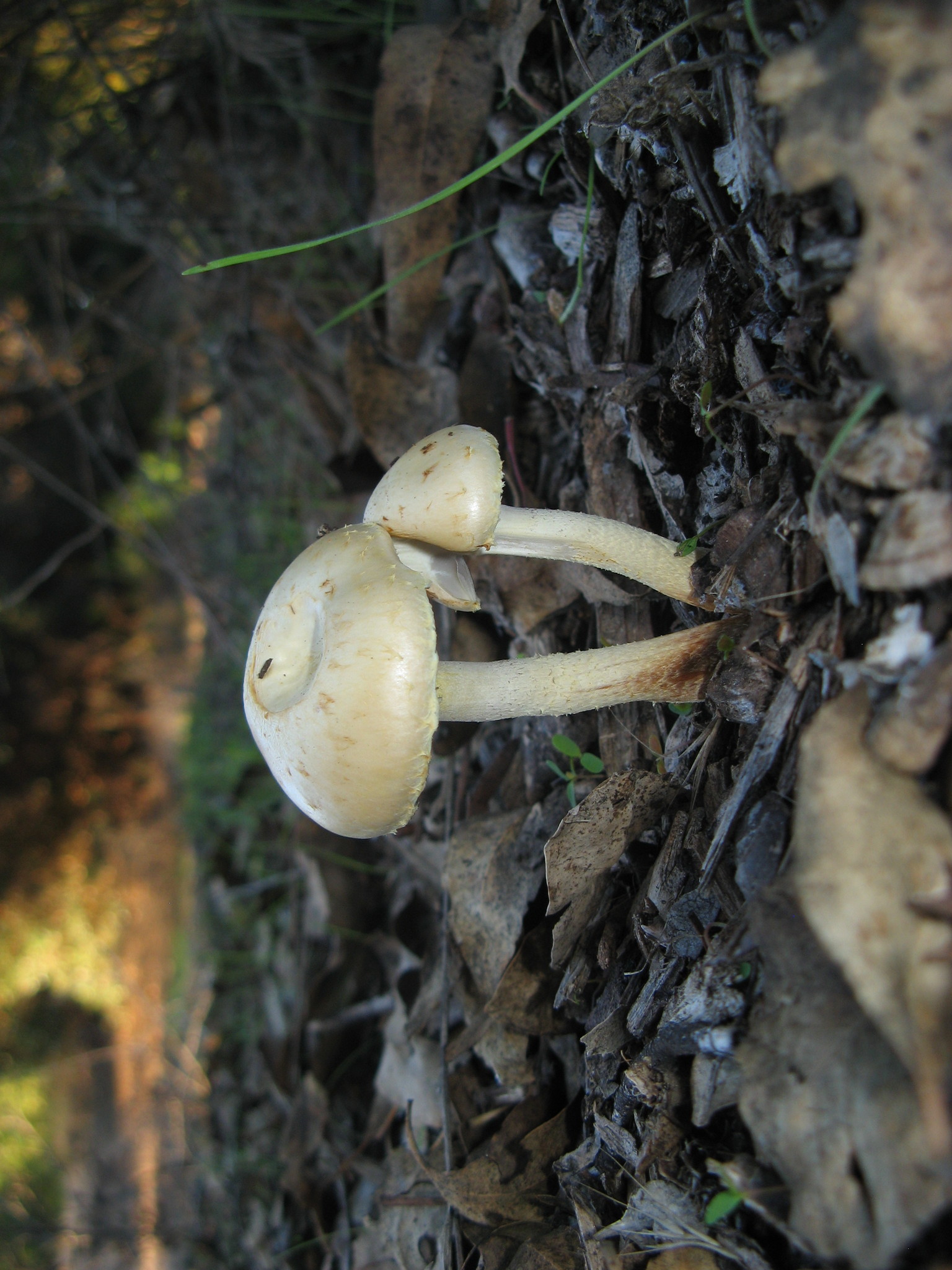 Leratiomyces percevalii image