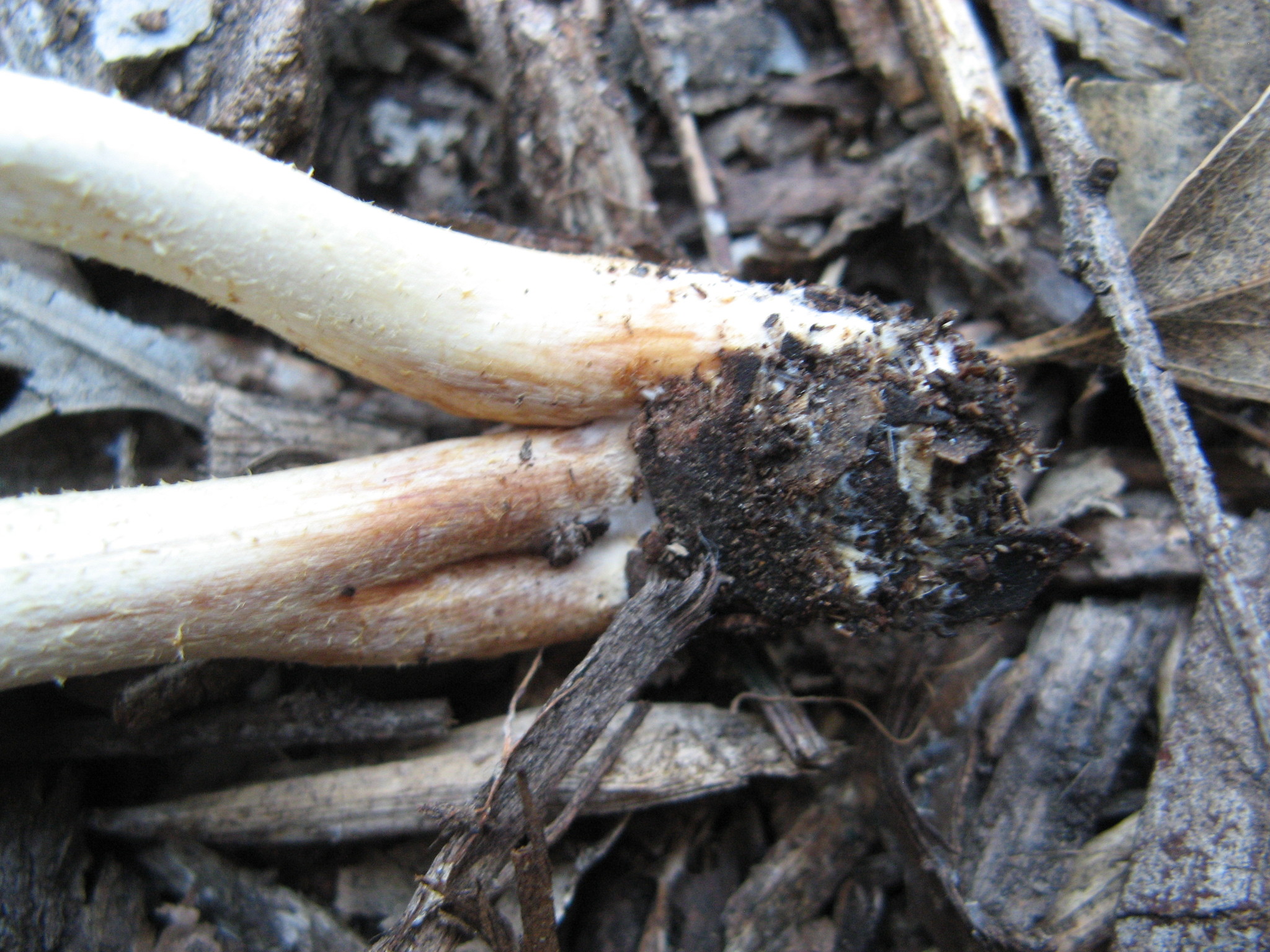 Leratiomyces percevalii image