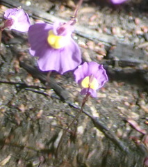 Utricularia welwitschii