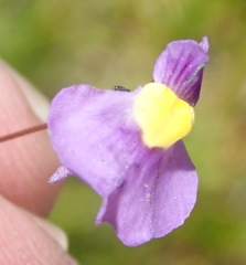 Utricularia welwitschii