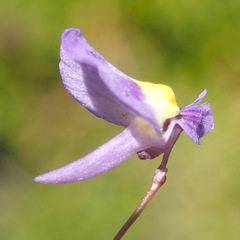 Utricularia welwitschii