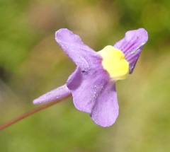 Utricularia welwitschii