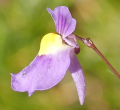 Utricularia welwitschii