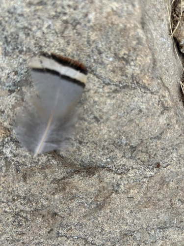 Plume de Perdrix bartavelle