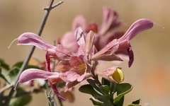 Salvia lanceolata (Salvia lanceolata)