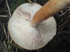 Lactarius subflammeus