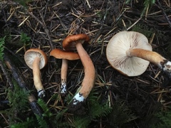 Lactarius subflammeus