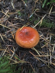 Lactarius subflammeus