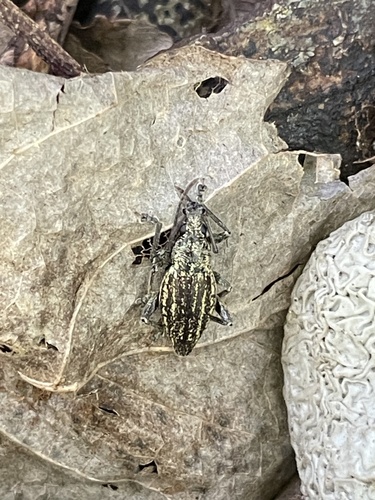 Rhyncogonus observed 2025-09-15