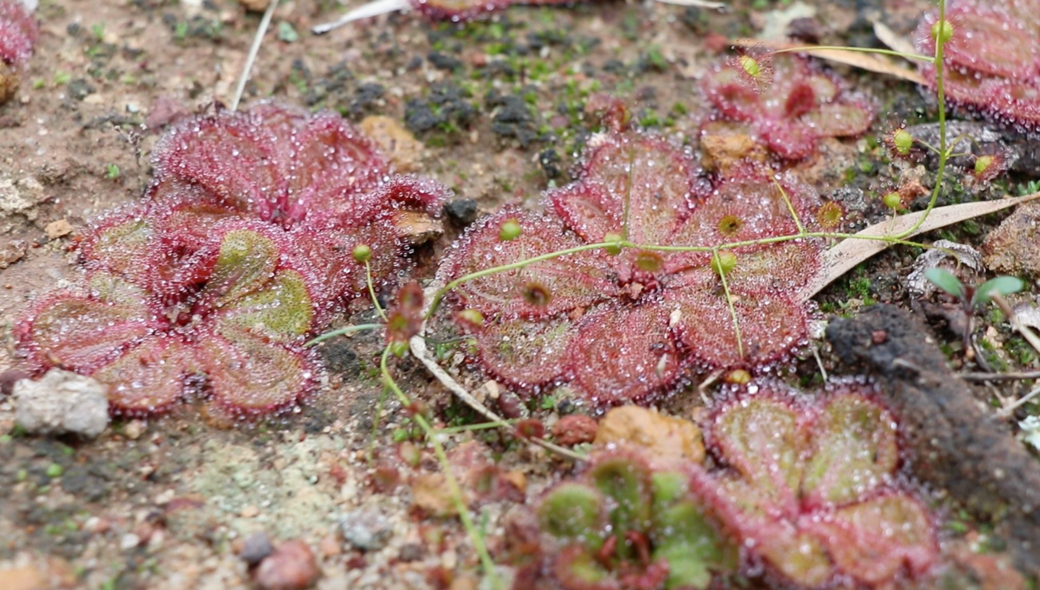 Drosera monantha (Lowrie & Carlquist) Lowrie 3