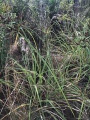 Cyperus ligularis image
