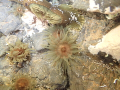 Isactinia olivacea