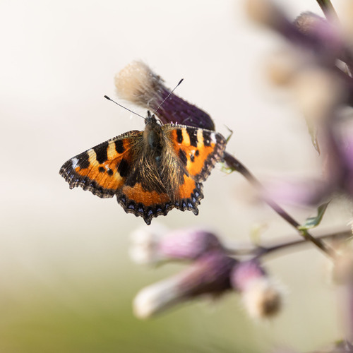 Small Tortoiseshell