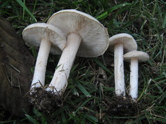 Melanoleuca exscissa