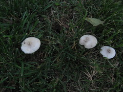 Melanoleuca exscissa