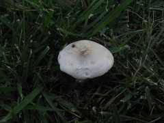 Melanoleuca exscissa